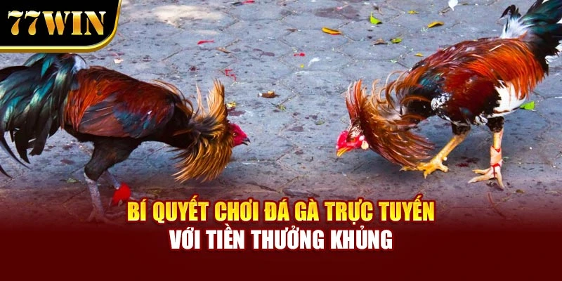 Bí quyết chơi đá gà trực tuyến với tiền thưởng khủng