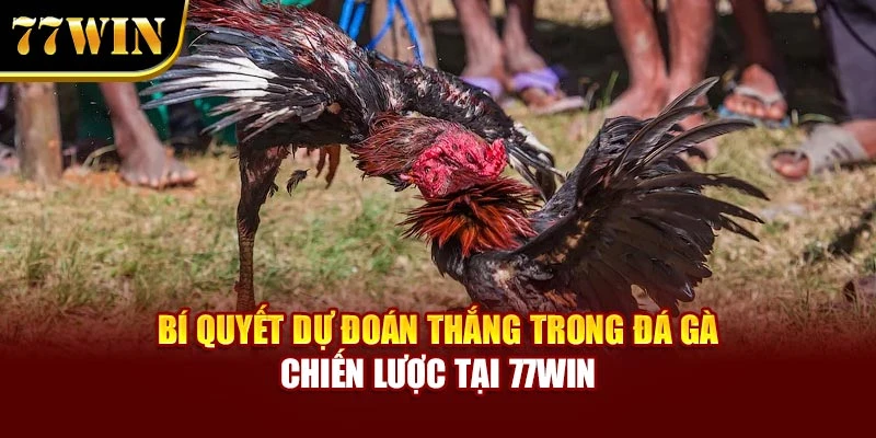 Bí Quyết Dự Đoán Thắng Trong Đá Gà – Chiến Lược Tại 77WIN
