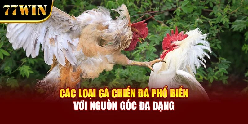Các loại gà chiến đá phổ biến với nguồn gốc đa dạng
