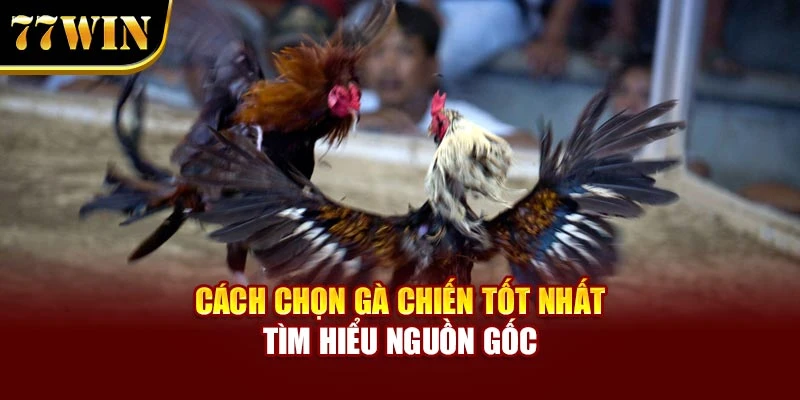 Cách chọn gà chiến tốt nhất tìm hiểu nguồn gốc
