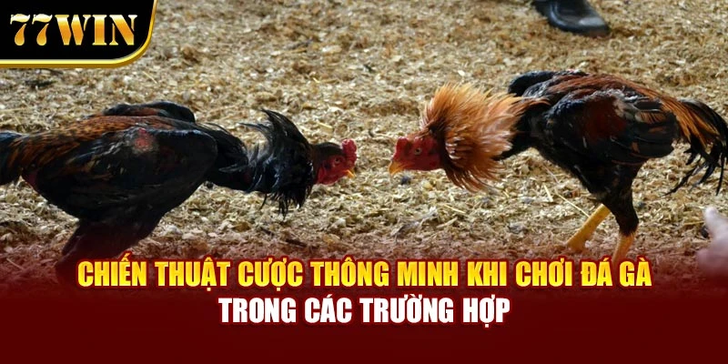 Chiến thuật cược thông minh khi chơi đá gà trong các trường hợp