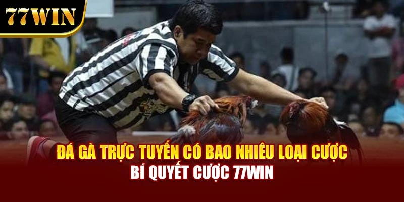 Đá Gà Trực Tuyến Có Bao Nhiêu Loại Cược – Bí Quyết Cược 77Win
