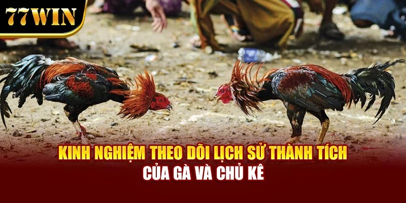Kinh nghiệm theo dõi lịch sử thành tích của gà và chủ kê
