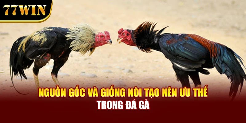 Nguồn gốc và giống nòi tạo nên ưu thế trong đá gà