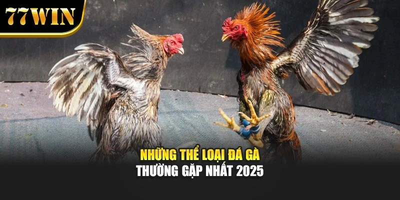 Những thể loại đá gà thường gặp nhất 2025